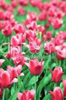 red tulip at spring