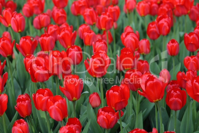 red tulip at spring