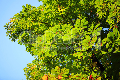 green leafs on sky background