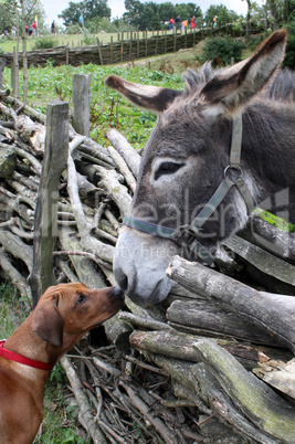 Hund und Esel