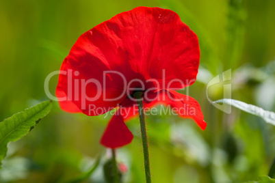 Mohnblumen Papaver rhoeas