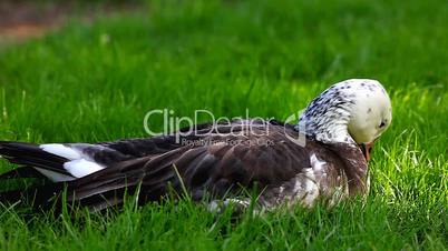 duck feed on grass