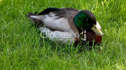 duck sit on grass