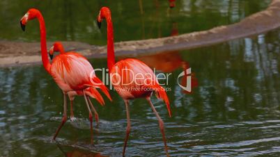 Flamingo stand in water