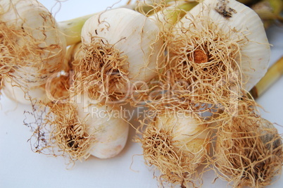 garlic untrimmed, close up