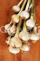 garlic bunch on cutting board