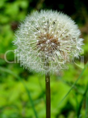 Dandelion