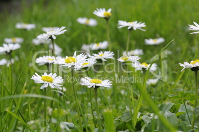 Gänseblümchen