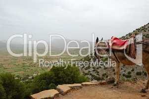 Donkey and Lassithi Plateau view, Crete, Greece