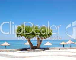 Tree on the beach at luxury hotel, Crete, Greece
