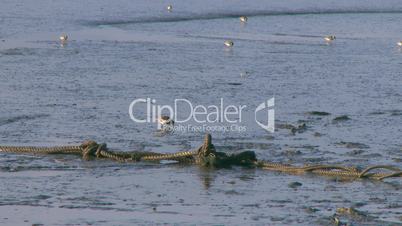 Sandpiper shore birds feeding at low tide