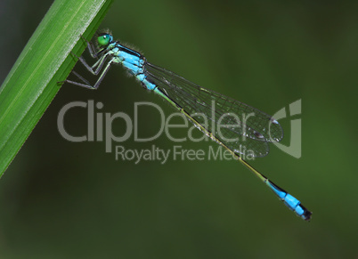 Dragonfly on a green grass