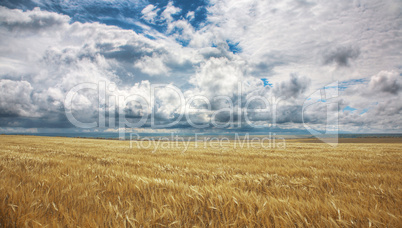 Field of yellow wheat