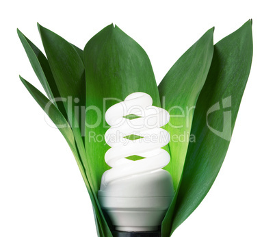 fluorescence lamp in green leaves of isolated on a white backgro