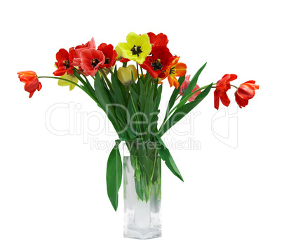 Red and yellow tulips in vase isolated on white background