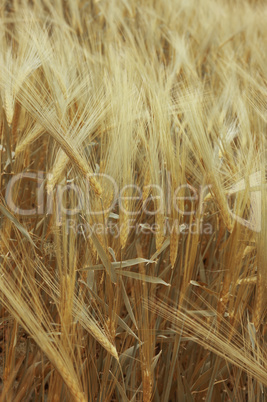 ripe wheat