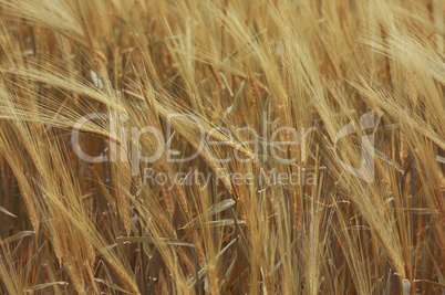 ripe wheat