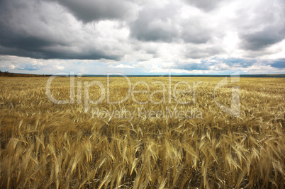 ripe wheat