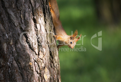 Squirrel on the tree