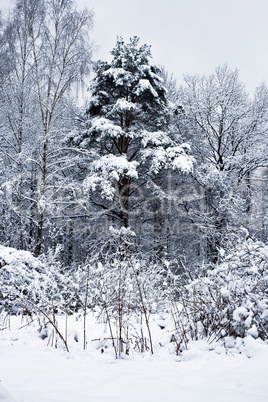 Snowy weather in the forest