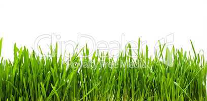 Grass