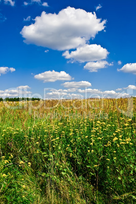 Summer Landscape