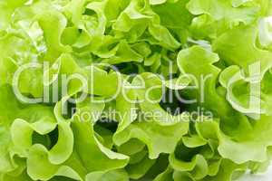 Lettuce