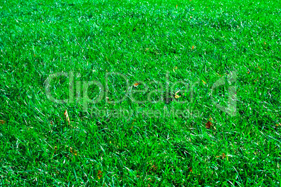 Green lawn