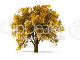 3d autumnal tree