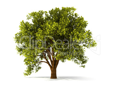 3d summer tree