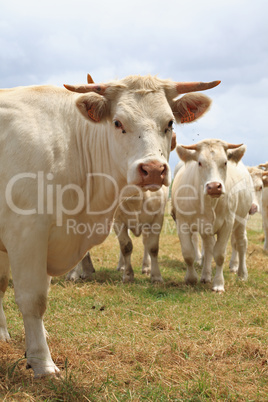 Blondes d'Aquitaine cows