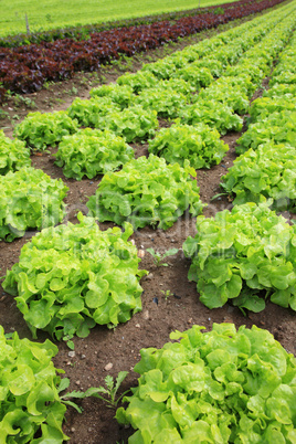 Fresh lettuces in the fields