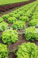 Fresh lettuces in the fields