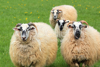 four sheep