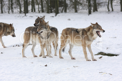 canis lupus wolfes
