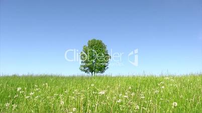 Lone tree in green meadow with blue sky