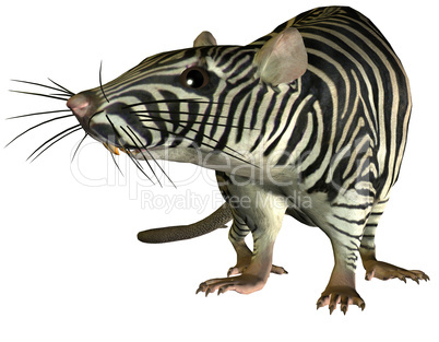 Surreale Zebra Ratte