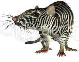 Surreale Zebra Ratte