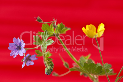 Frühlingsblumen vor rotem Hintergrund