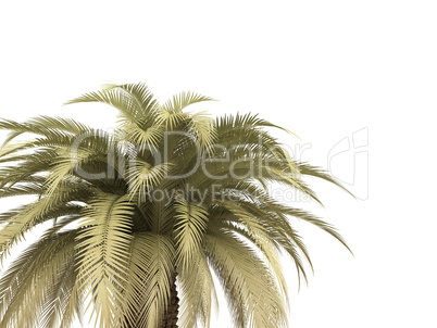 palm over white