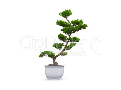 bonsai over white