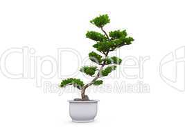 bonsai over white