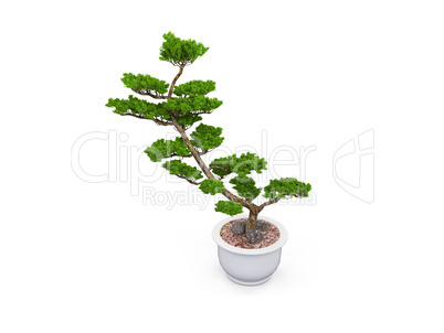 bonsai over white