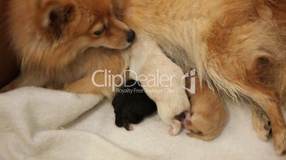 Newborn Pomeranian Puppies Feeding