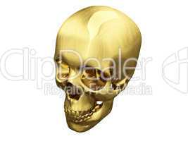 Gold skull over white