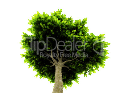 lone green tree isolated on white