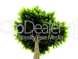 lone green tree isolated on white