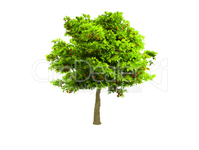 lone green tree isolated on white