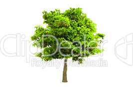 lone green tree isolated on white