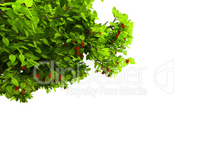 lone green tree isolated on white